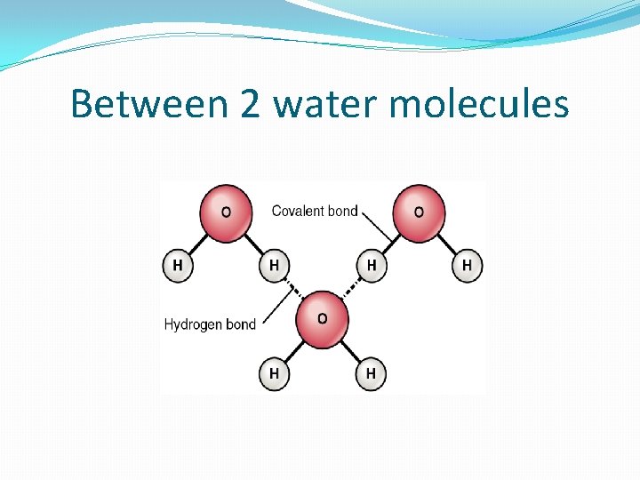 Between 2 water molecules 