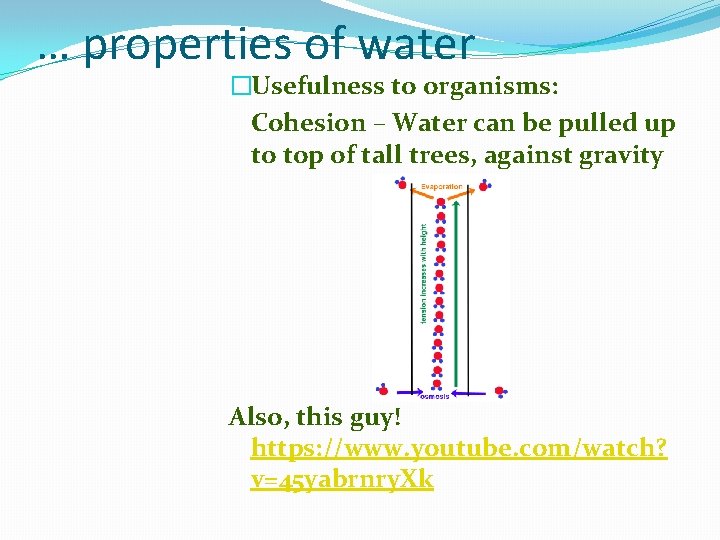 … properties of water �Usefulness to organisms: Cohesion – Water can be pulled up