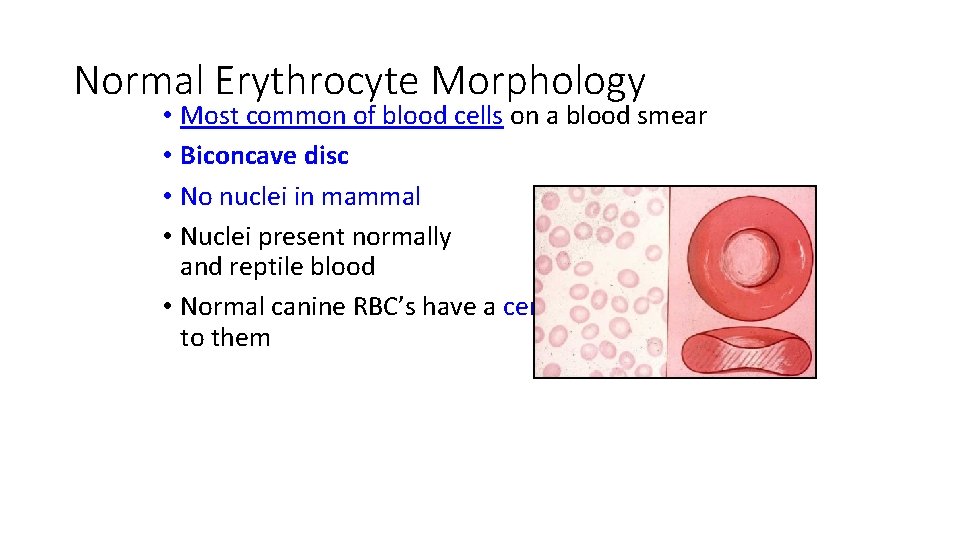 Normal Erythrocyte Morphology • Most common of blood cells on a blood smear •