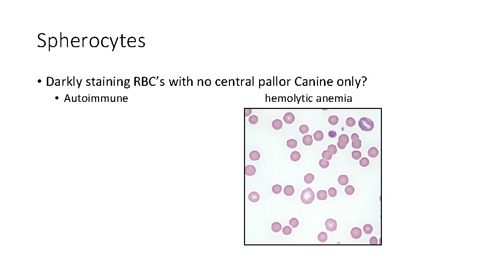 Spherocytes • Darkly staining RBC’s with no central pallor Canine only? • Autoimmune hemolytic