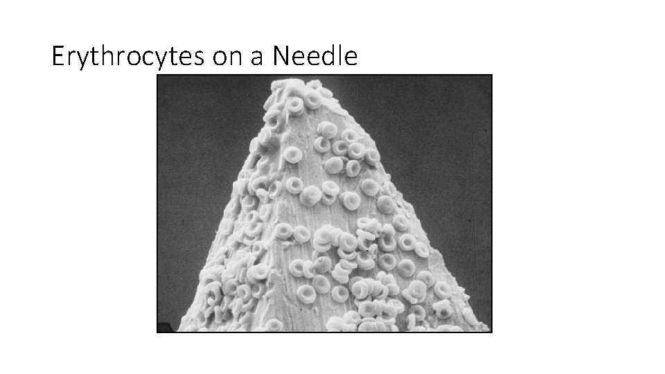 Erythrocytes on a Needle 