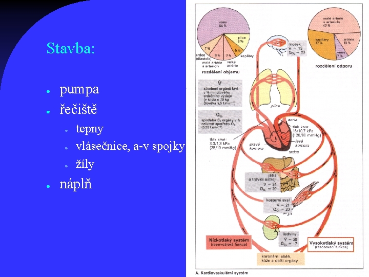 Stavba: ● ● pumpa řečiště ● ● tepny vlásečnice, a-v spojky žíly náplň 