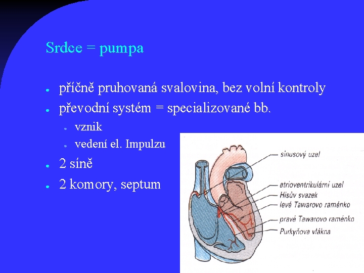 Srdce = pumpa ● ● příčně pruhovaná svalovina, bez volní kontroly převodní systém =