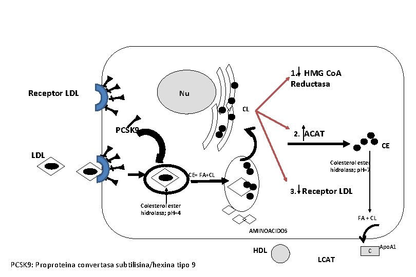 Receptor LDL 1. HMG Co. A Reductasa Nu CL PCSK 9 2. ACAT CE