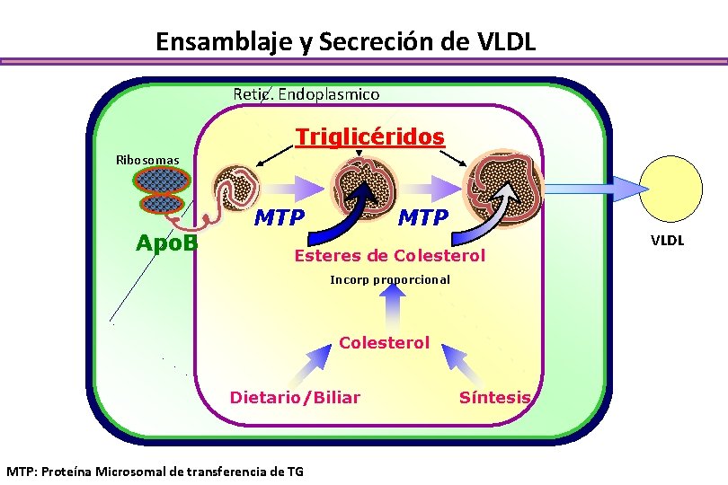 Ensamblaje y Secreción de VLDL Retic. Endoplasmico Triglicéridos Ribosomas Apo. B MTP Esteres de