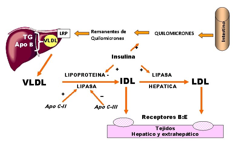 VLDL Remanentes de Quilomicrones QUILOMICRONES + Insulina VLDL LIPOPROTEINA LIPASA + Apo C-II +