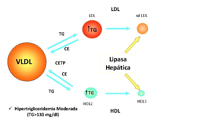 LDL sd LDL TG TG CE VLDL Lipasa Hepática CETP CE TG ü Hipertrigliceridemia
