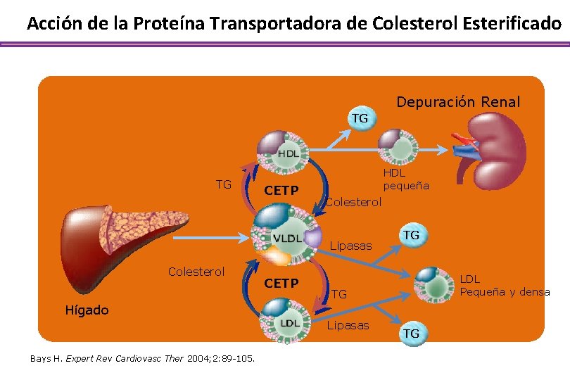 Acción de la Proteína Transportadora de Colesterol Esterificado Depuración Renal TG TG CETP HDL