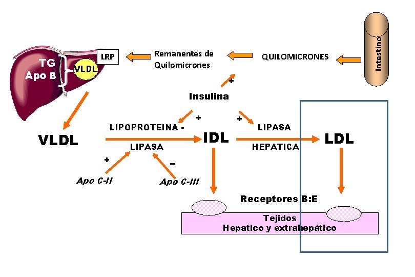 VLDL Remanentes de Quilomicrones QUILOMICRONES + Insulina VLDL LIPOPROTEINA LIPASA + Apo C-II +