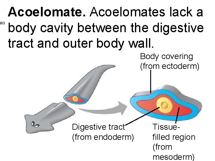 (c) Acoelomates lack a body cavity between the digestive tract and outer body wall.