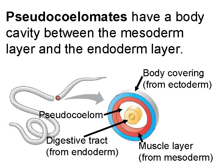 Pseudocoelomates have a body cavity between the mesoderm layer and the endoderm layer. Body