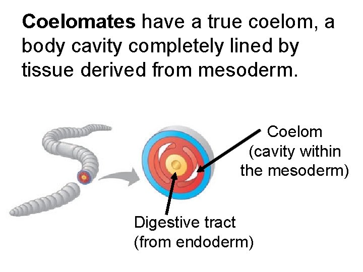 Coelomates have a true coelom, a body cavity completely lined by tissue derived from