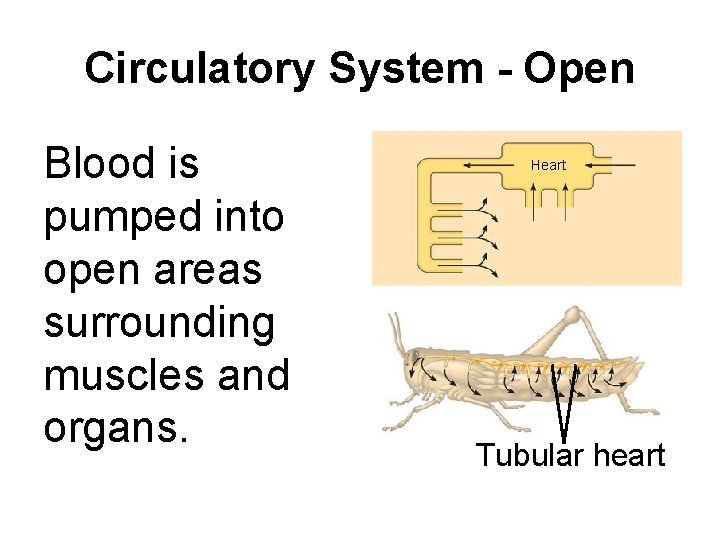 Circulatory System - Open Blood is pumped into open areas surrounding muscles and organs.