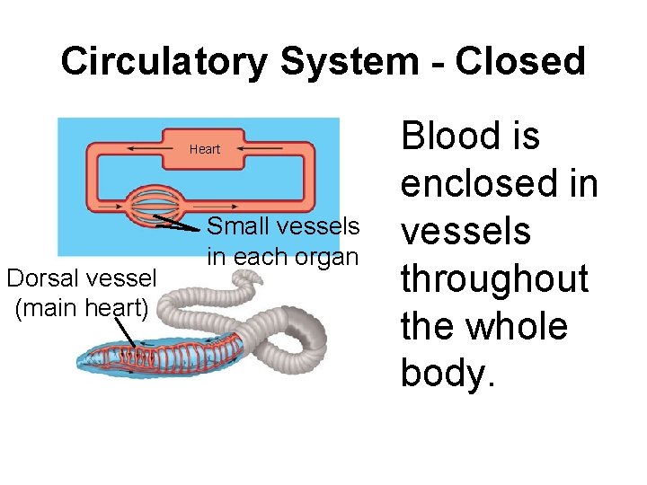 Circulatory System - Closed Heart Dorsal vessel (main heart) Small vessels in each organ