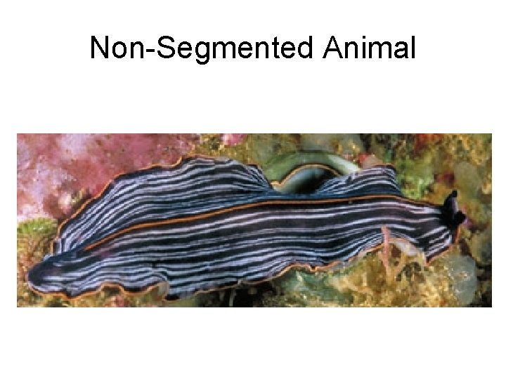 Non-Segmented Animal 