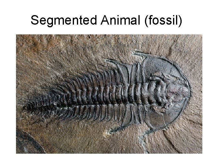 Segmented Animal (fossil) 