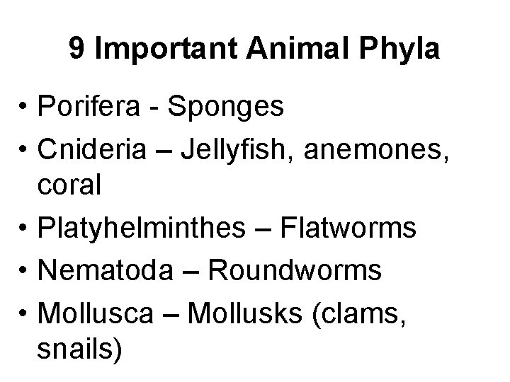 9 Important Animal Phyla • Porifera - Sponges • Cnideria – Jellyfish, anemones, coral