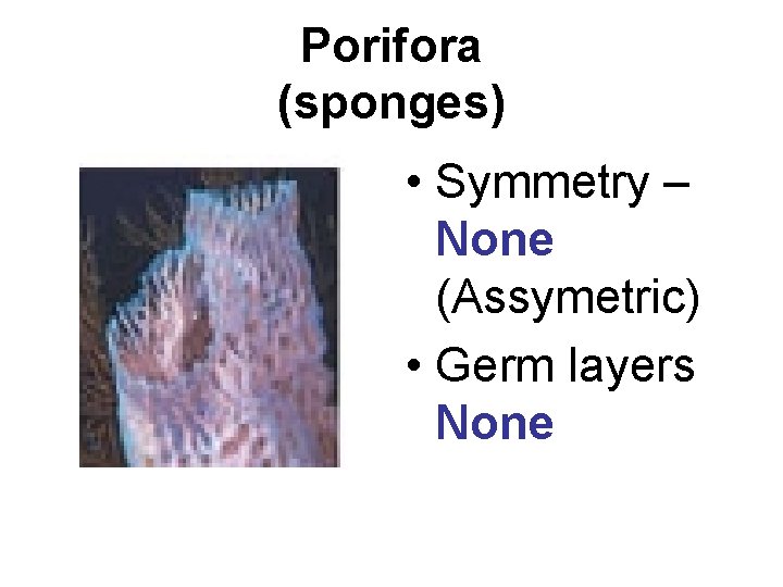 Porifora (sponges) • Symmetry – None (Assymetric) • Germ layers None 