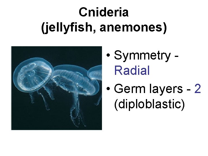 Cnideria (jellyfish, anemones) • Symmetry Radial • Germ layers - 2 (diploblastic) 