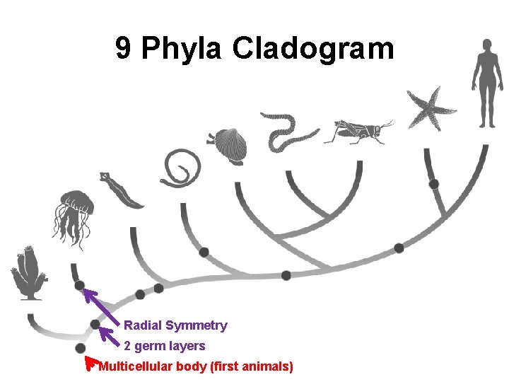 9 Phyla Cladogram Radial Symmetry 2 germ layers Multicellular body (first animals) 