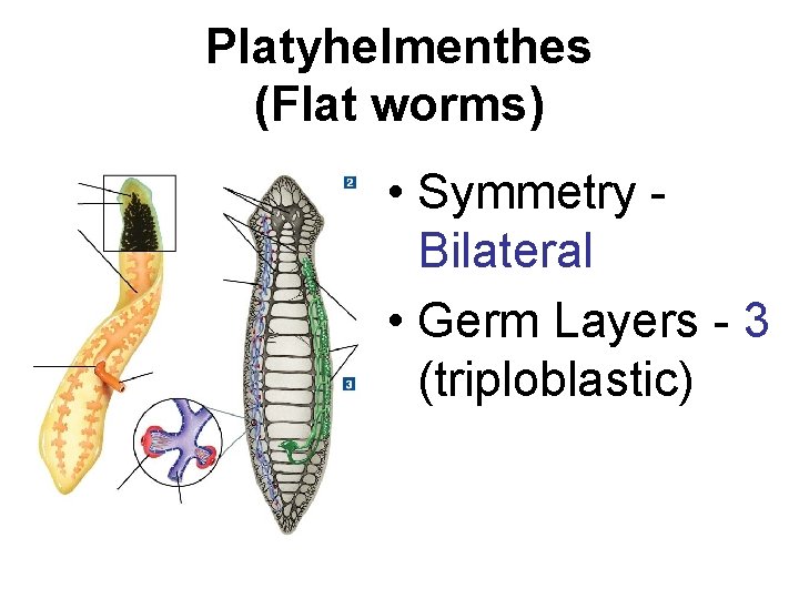Platyhelmenthes (Flat worms) • Symmetry Bilateral • Germ Layers - 3 (triploblastic) 