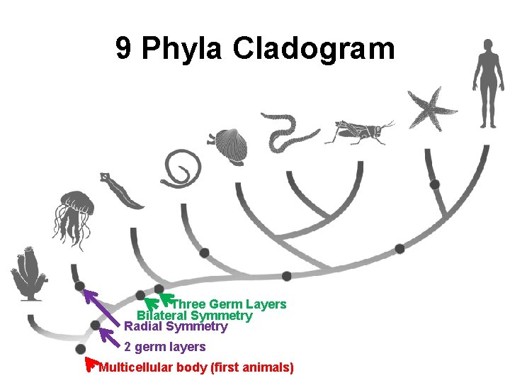 9 Phyla Cladogram Three Germ Layers Bilateral Symmetry Radial Symmetry 2 germ layers Multicellular