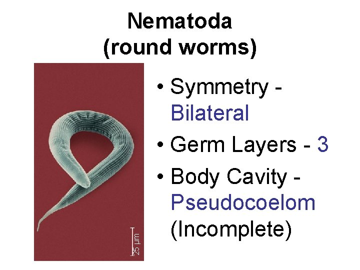 25 µm Nematoda (round worms) • Symmetry Bilateral • Germ Layers - 3 •