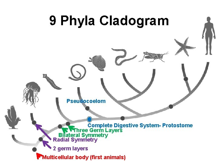 9 Phyla Cladogram Pseudocoelom Complete Digestive System- Protostome Three Germ Layers Bilateral Symmetry Radial