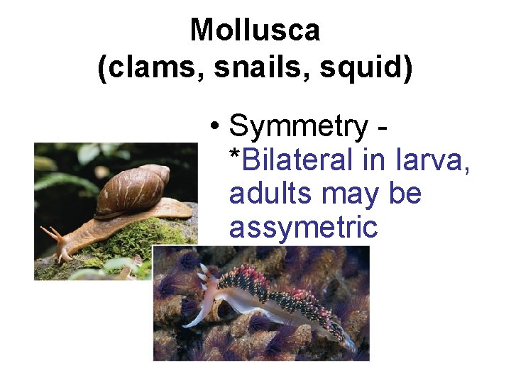 Mollusca (clams, snails, squid) • Symmetry *Bilateral in larva, adults may be assymetric 