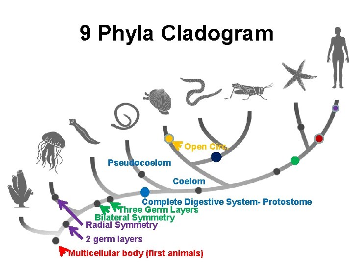 9 Phyla Cladogram Open Circ. Pseudocoelom Complete Digestive System Protostome Three Germ Layers Bilateral