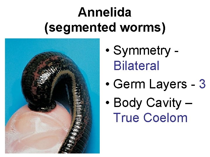 Annelida (segmented worms) • Symmetry Bilateral • Germ Layers - 3 • Body Cavity