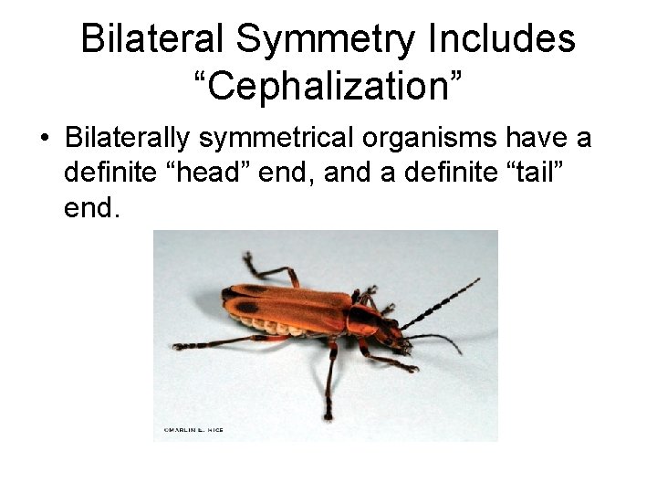 Bilateral Symmetry Includes “Cephalization” • Bilaterally symmetrical organisms have a definite “head” end, and