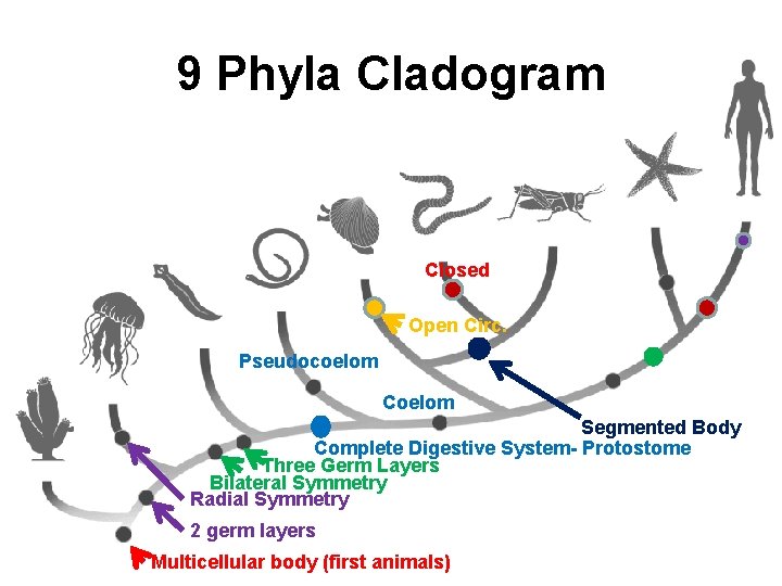 9 Phyla Cladogram Closed Open Circ. Pseudocoelom Coelom Segmented Body Complete Digestive System Protostome