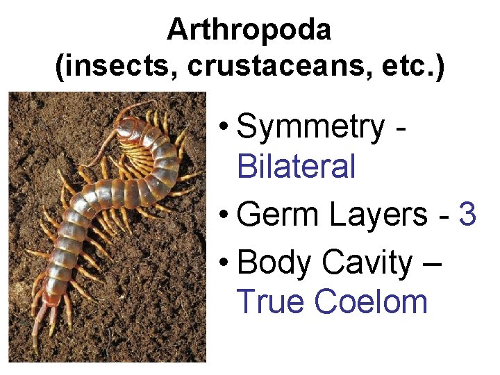 Arthropoda (insects, crustaceans, etc. ) • Symmetry Bilateral • Germ Layers - 3 •