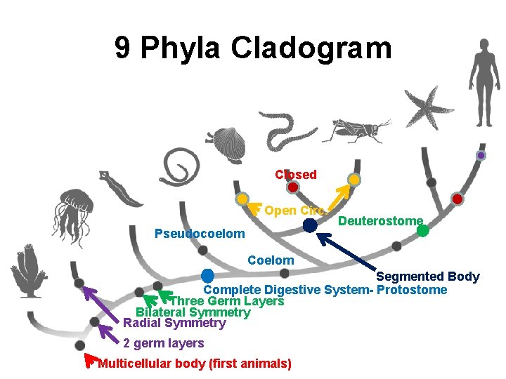 9 Phyla Cladogram Closed Open Circ. Pseudocoelom Deuterostome Coelom Segmented Body Complete Digestive System