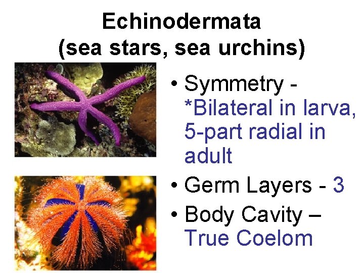 Echinodermata (sea stars, sea urchins) • Symmetry *Bilateral in larva, 5 -part radial in