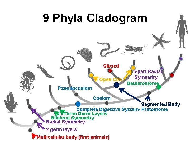 9 Phyla Cladogram Closed Pseudocoelom 5 -part Radial Symmetry Open Circ. Deuterostome Coelom Segmented