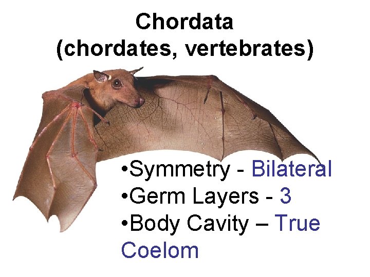 Chordata (chordates, vertebrates) • Symmetry - Bilateral • Germ Layers - 3 • Body