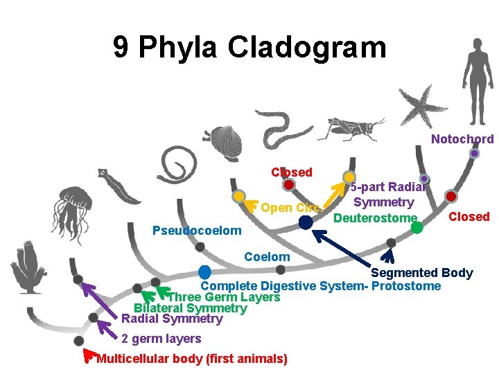 9 Phyla Cladogram Notochord Closed Pseudocoelom 5 -part Radial Symmetry Open Circ. Deuterostome Closed