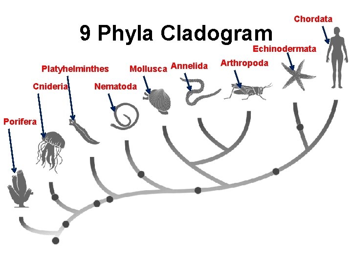 9 Phyla Cladogram Chordata Echinodermata Platyhelminthes Cnideria Porifera Mollusca Annelida Nematoda Arthropoda 