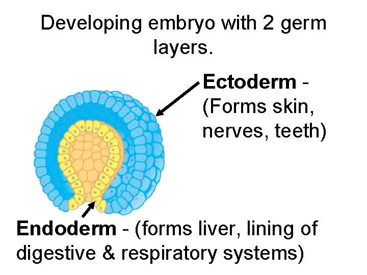 Developing embryo with 2 germ layers. Ectoderm (Forms skin, nerves, teeth) Endoderm - (forms