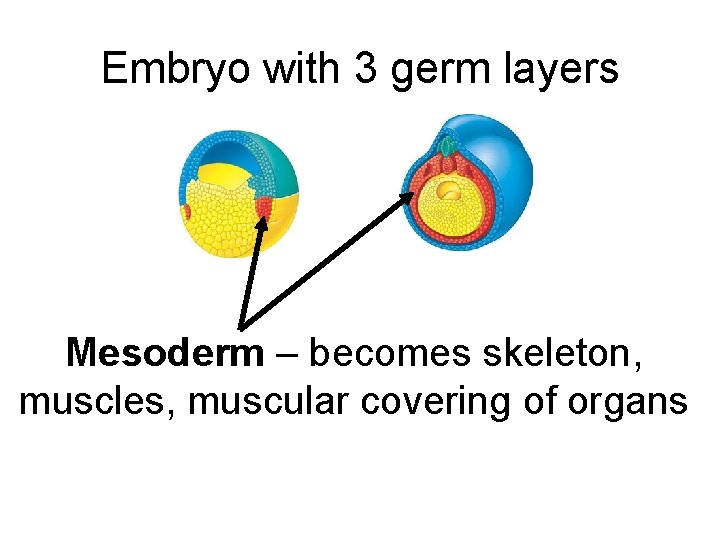 Embryo with 3 germ layers Mesoderm – becomes skeleton, muscles, muscular covering of organs