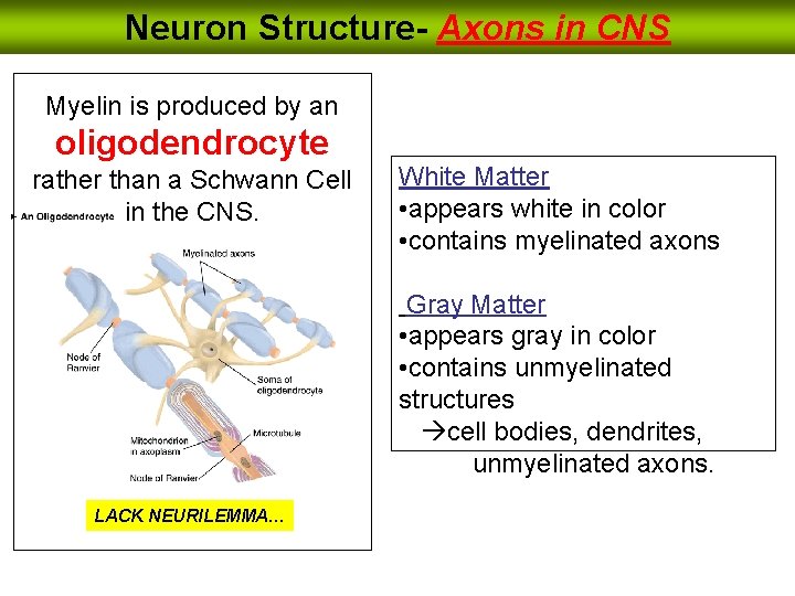 Neuron Structure- Axons in CNS Myelin is produced by an oligodendrocyte rather than a