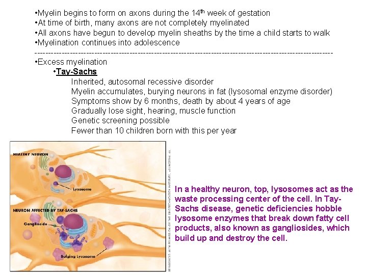  • Myelin begins to form on axons during the 14 th week of