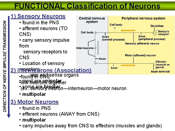 FUNCTIONAL Classification of Neurons DIRECTION OF NERVE IMPULSE TRANSMISSION 1) Sensory Neurons • found