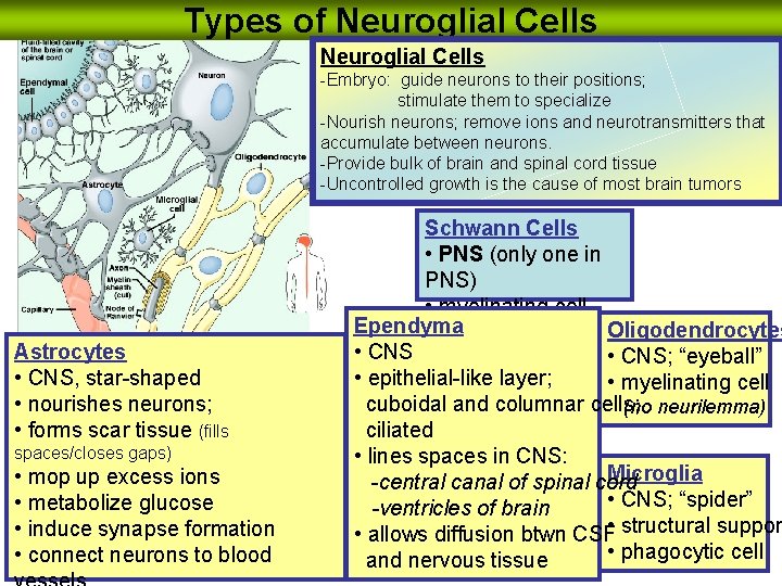 Types of Neuroglial Cells -Embryo: guide neurons to their positions; stimulate them to specialize