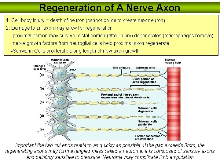 Regeneration of A Nerve Axon 1. Cell body injury = death of neuron (cannot