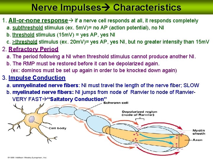 Nerve Impulses Characteristics 1. All-or-none response if a nerve cell responds at all, it