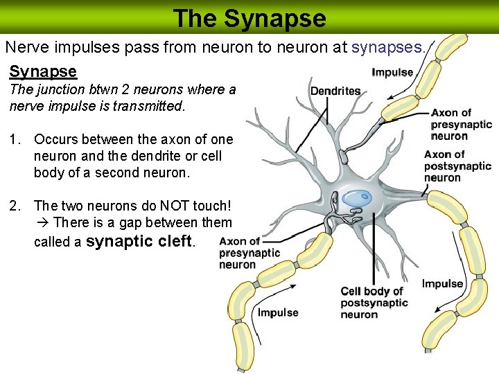 The Synapse Nerve impulses pass from neuron to neuron at synapses. Synapse The junction