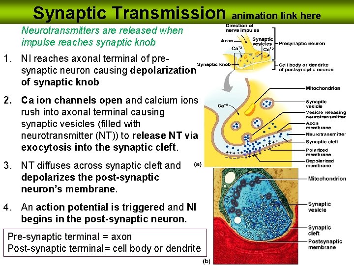 Synaptic Transmission animation link here Neurotransmitters are released when impulse reaches synaptic knob 1.